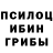 Галлюциногенные грибы Psilocybine cubensis Cheecha Master